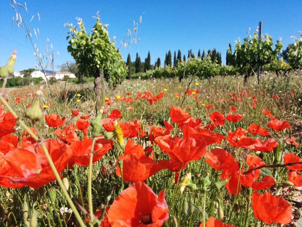 agricultura ecològica certificada