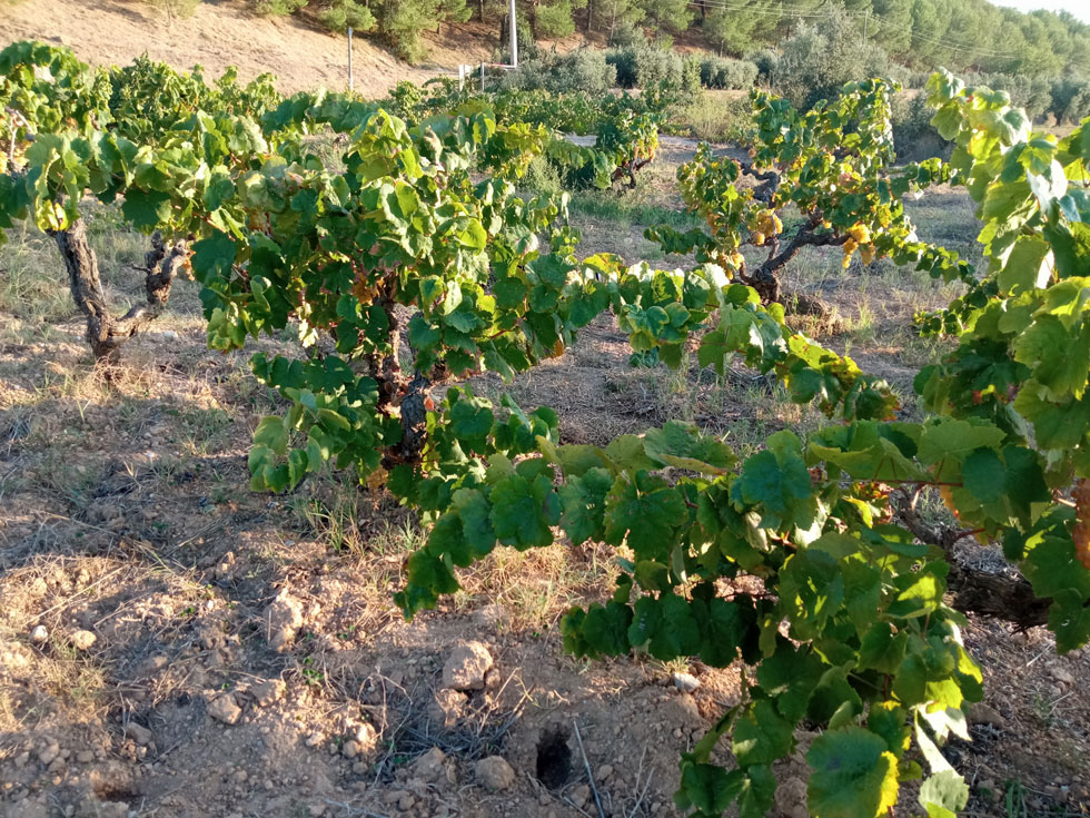 Viticultura ecològica: Vinyes de secà